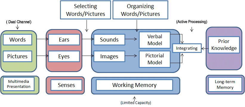Flow chart showing how sounds and images are processed and stored in memory